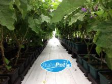 AutoPot Easy2grow Kit se 24 květináči, bez Flexitank