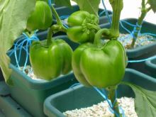 AutoPot Easy2grow Kit se 20 květináči, bez Flexitank