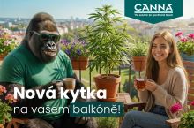 CANNA sada pro pěstování 3 legálních rostlin