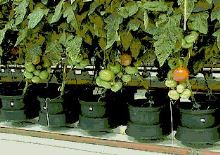 AutoPot Easy2grow Kit se 48 květináči, bez Flexitank