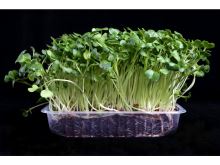 Microgreens sada Ředkvička BIO